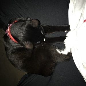 Meet your Posher, Dominique